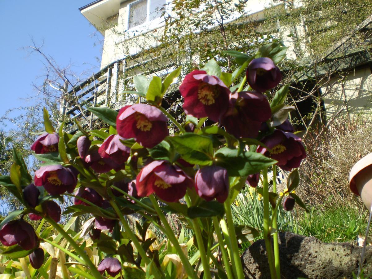 Chiisana Hotel Hanaikada Ito  Εξωτερικό φωτογραφία